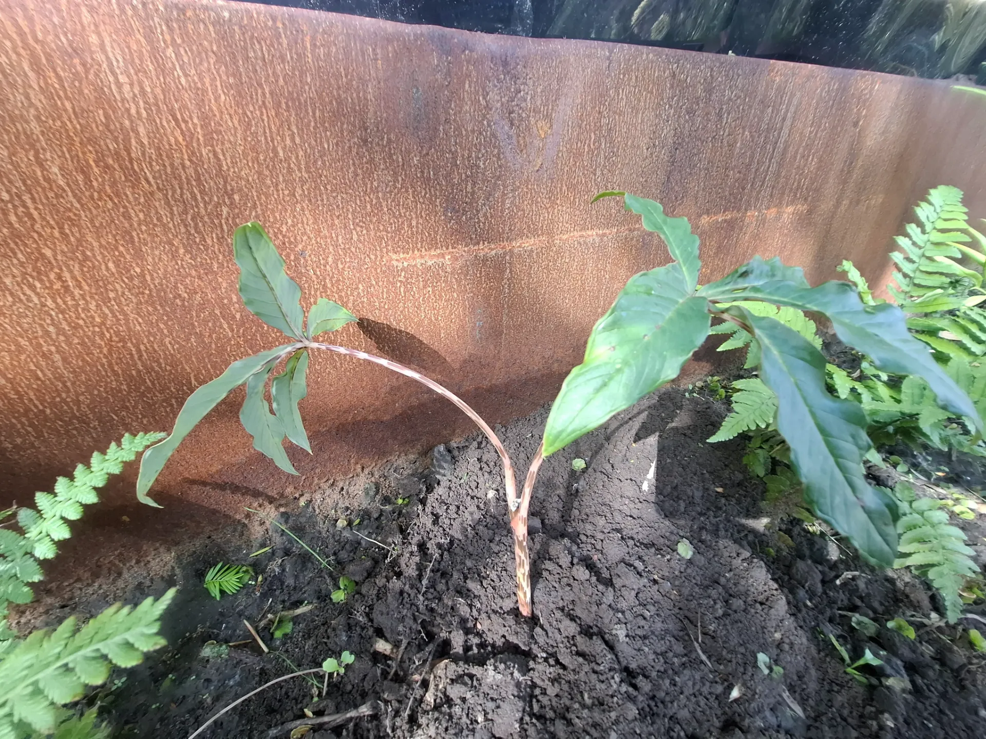 [708] Arisaema nepenthoides