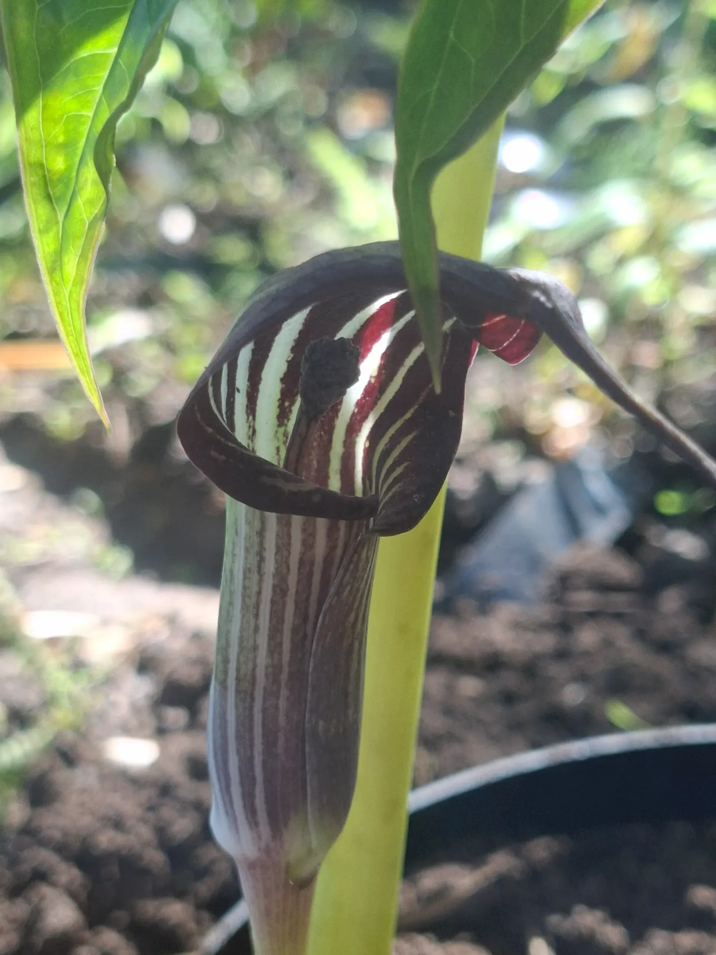 [709] Arisaema concinnum