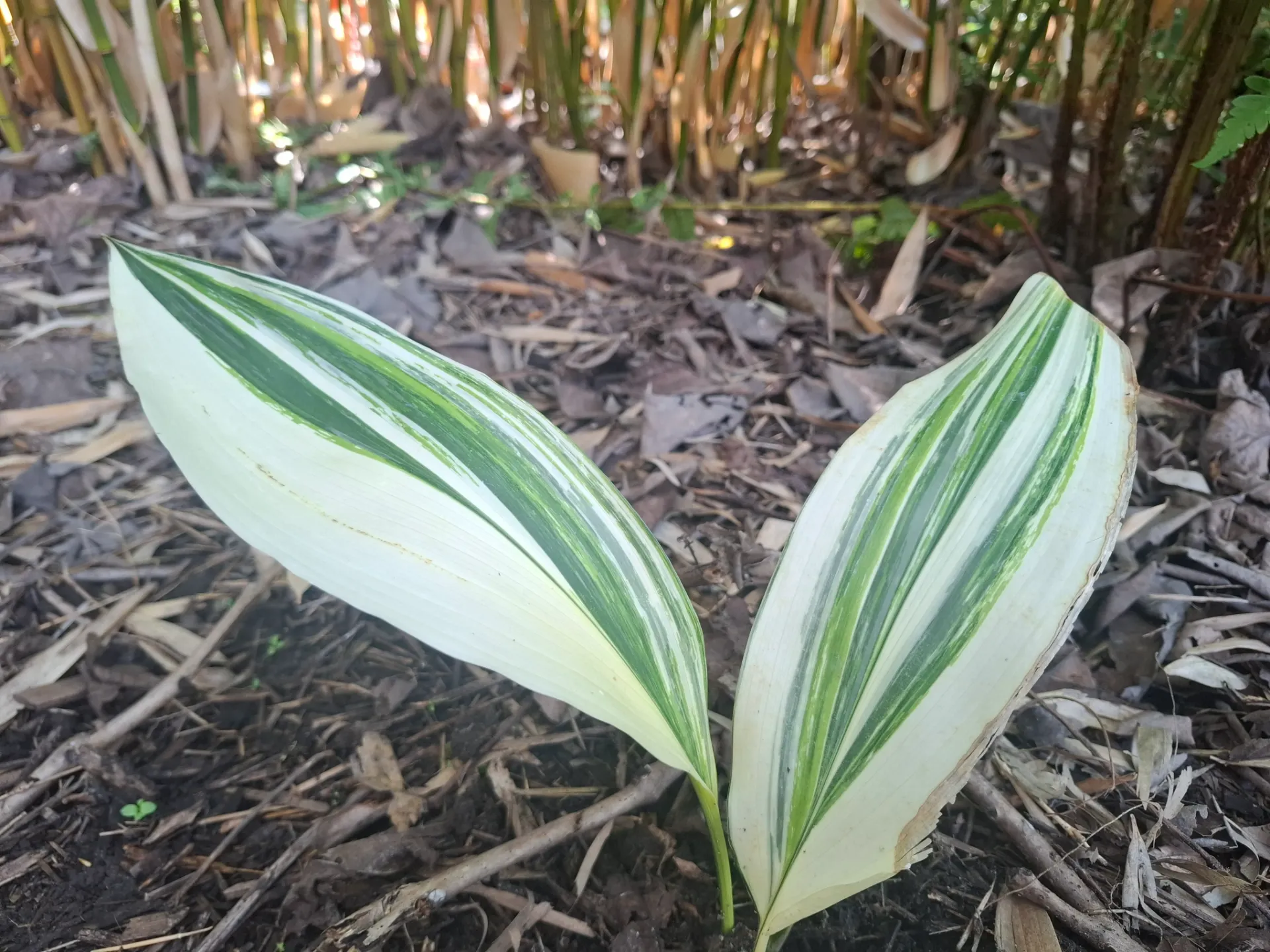 [704] Aspidistra elatior 'Okame'