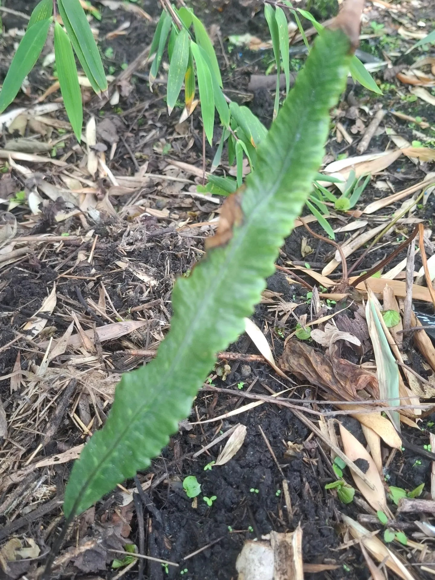 [706] Deparia lancea 'Variegata'