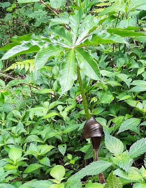 [716] Arisaema taiwanense