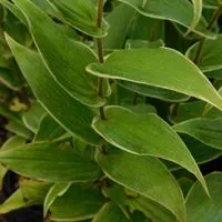 [720] Tricyrtis hirta 'Variegata'
