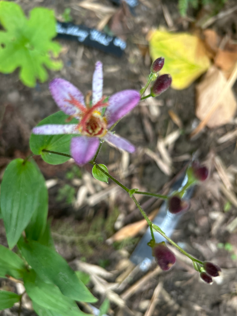 Tricyrtis 'Seiryu' (hybride Tricyrtis formosana en Tricyrtis lasiocarpa)