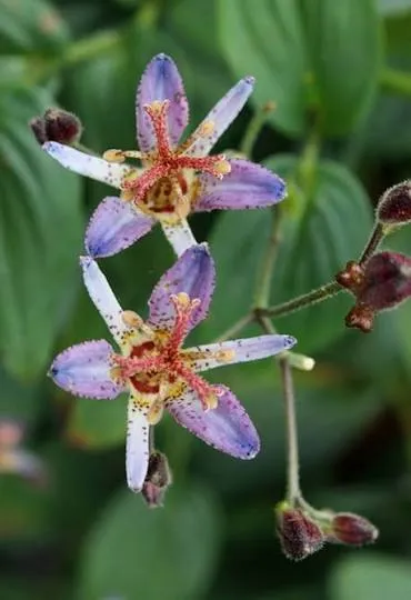 [722] Tricyrtis 'Seiryu' (hybride Tricyrtis formosana en Tricyrtis lasiocarpa)