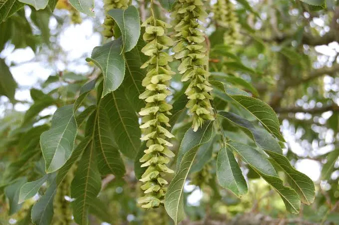 Pterocarya stenoptera