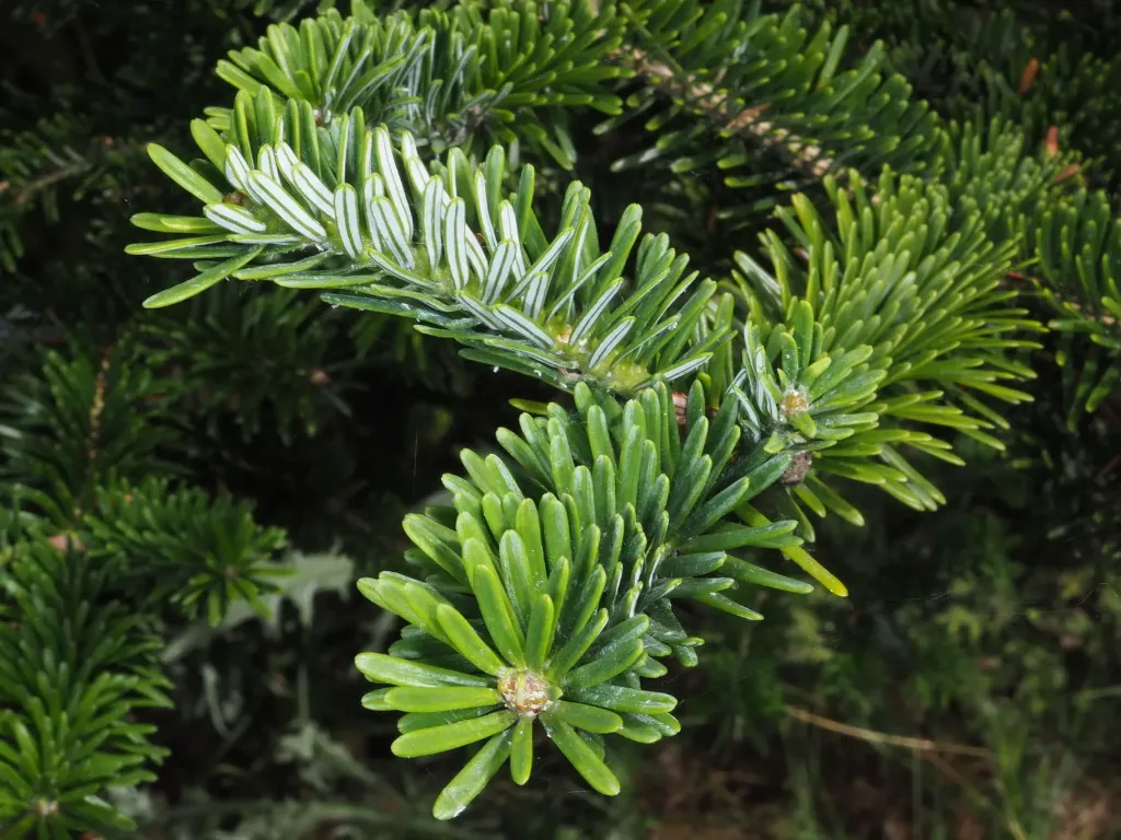 [724] Abies homolepsis