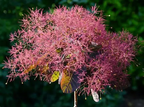 Cotinus × dummeri 'Grace'