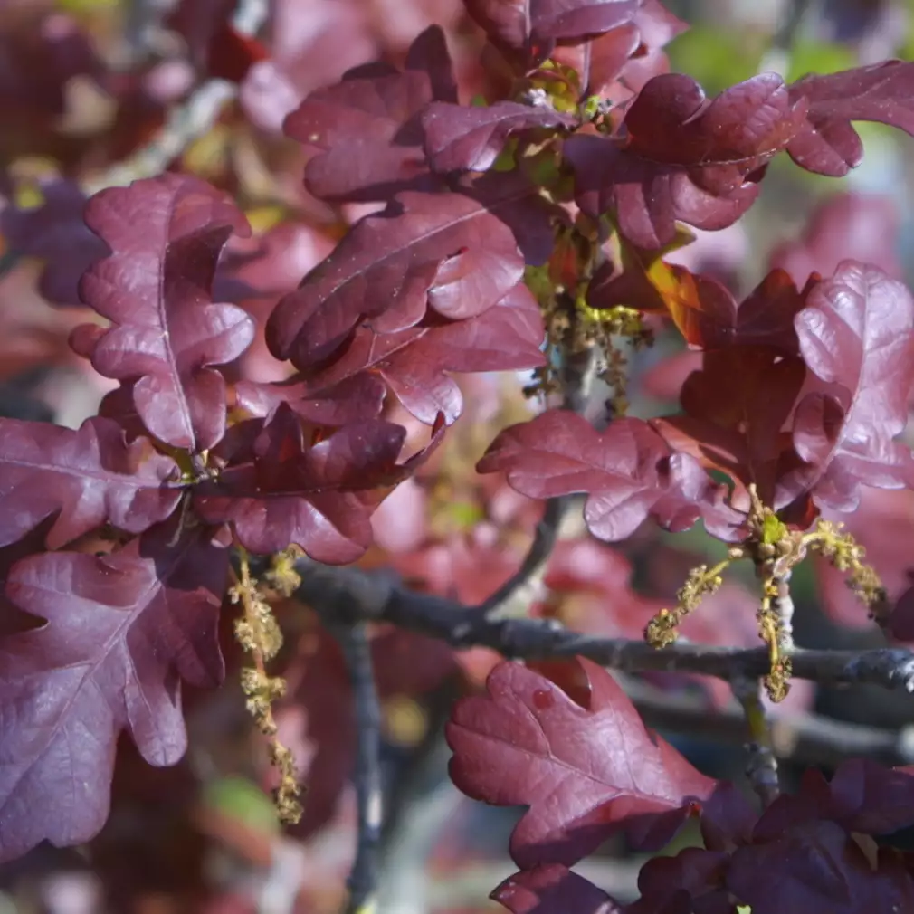 [718] Quercus robur f. atropurpurea