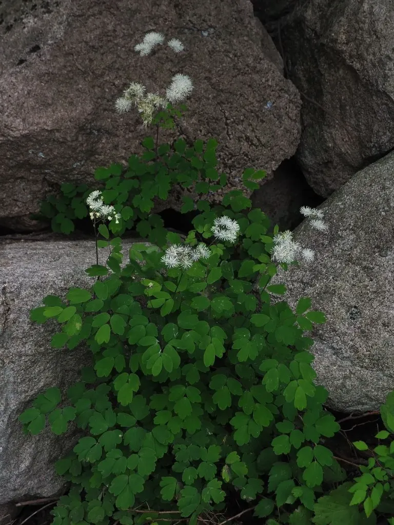 [705] Thalictrum aquilegiifolium var. sibiricum (Syn. Thalictrum taquetii)
