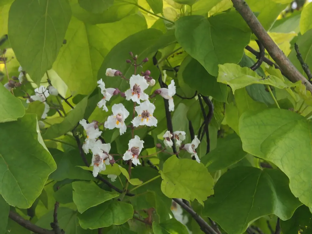 [730] + Catalpa bignonioides