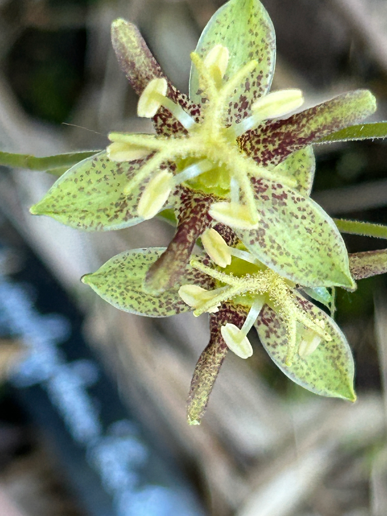 [731] Tricyrtis puberula
