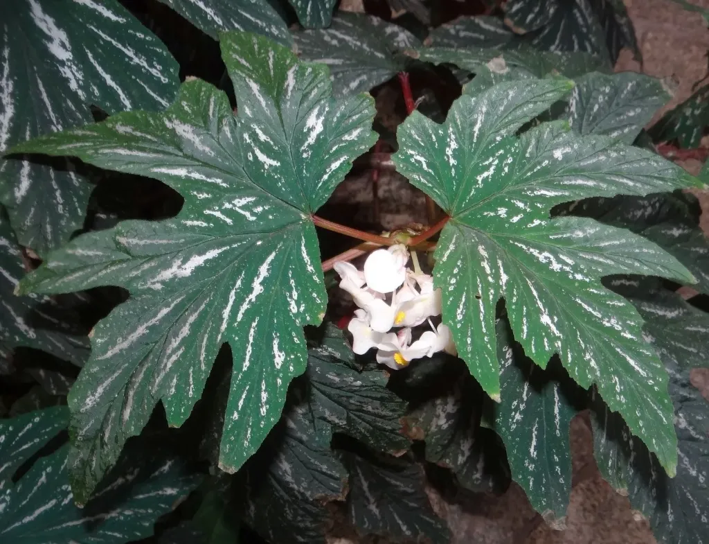 [733] Begonia aconitifolia