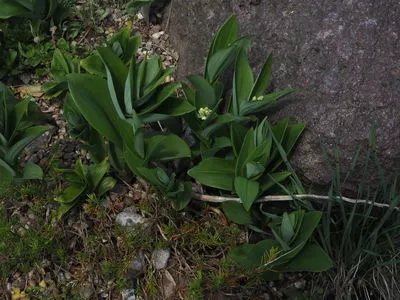 Maianthemum stellatum