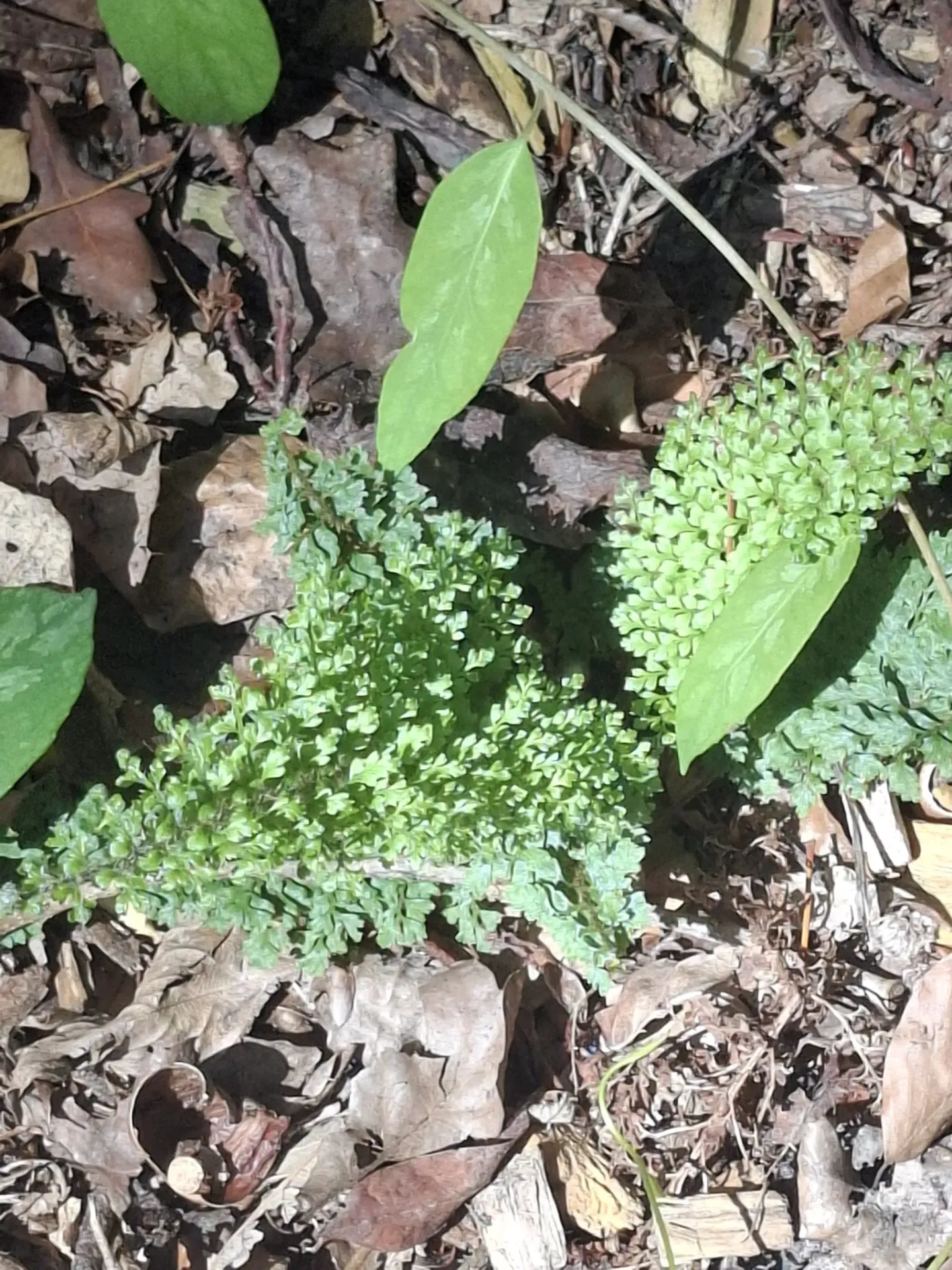 [737] Polystichum setiferum var. plumosum