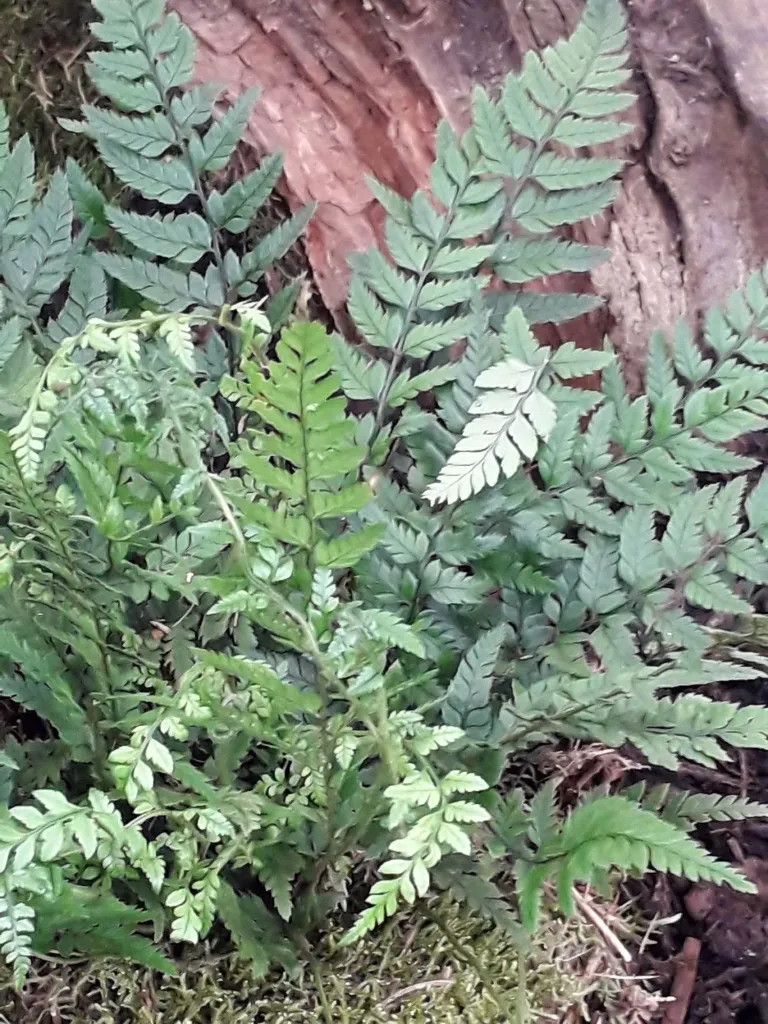 [738] Polystichum luctuosum