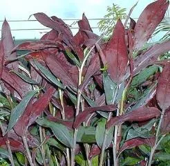 Zingiber vinosum