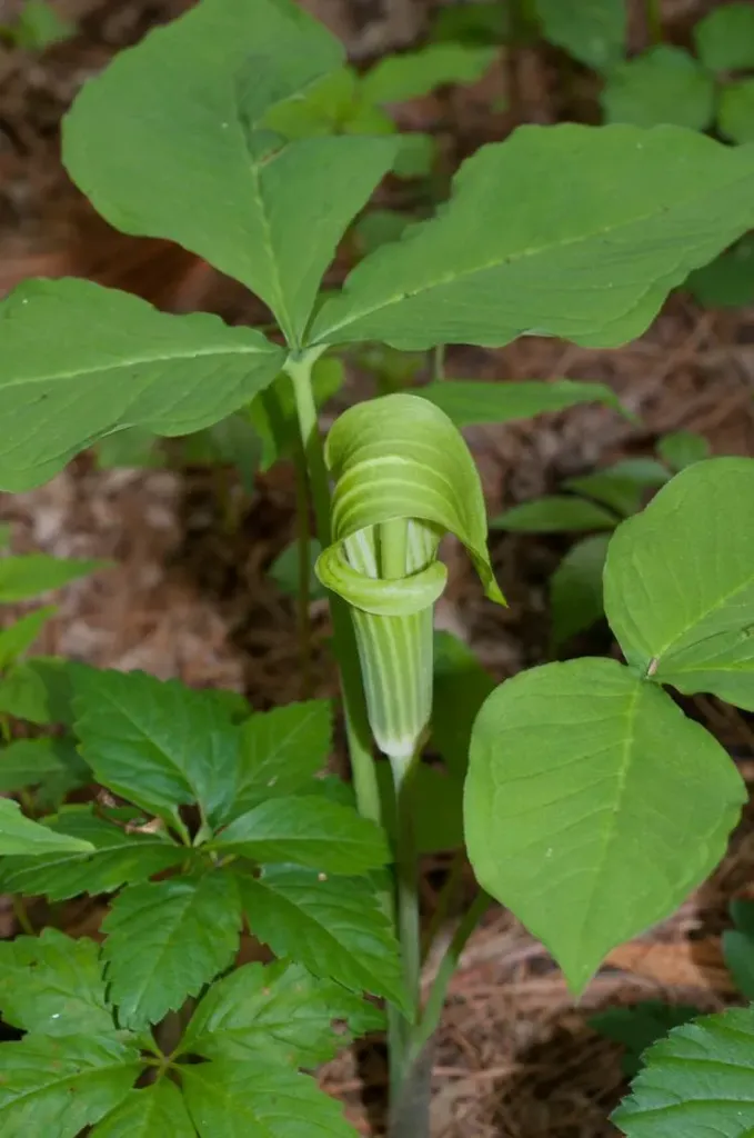 Arisaema triphyllum