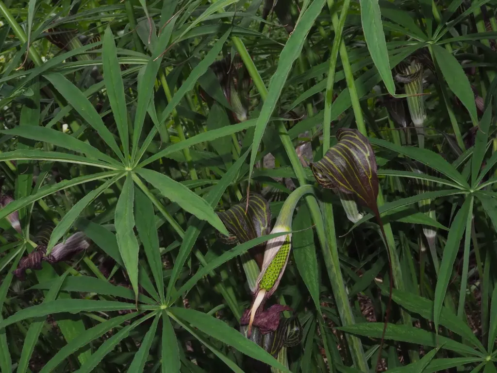 [741] Arisaema ciliatum