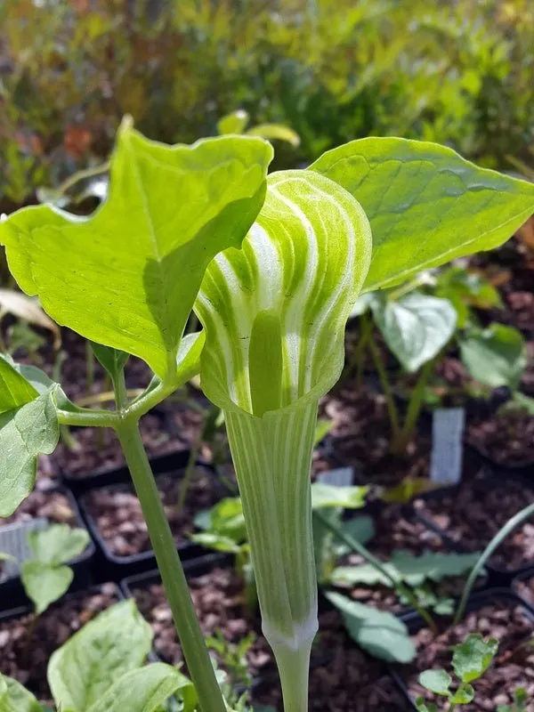 Arisaema amurense