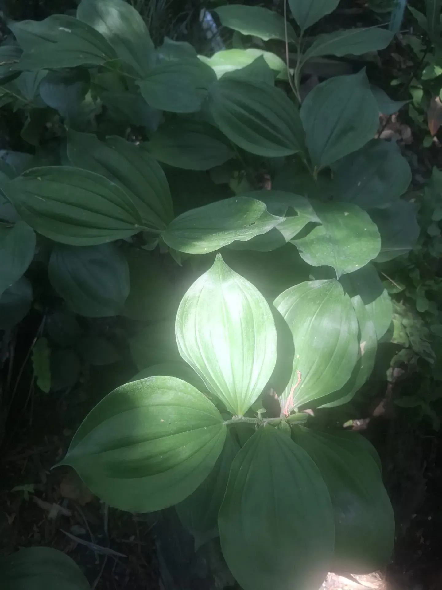 [742] Disporopsis undulata