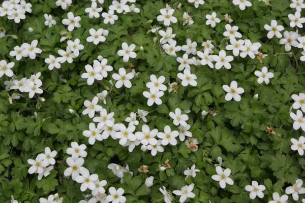 [743] Ellisiophyllum pinnatum