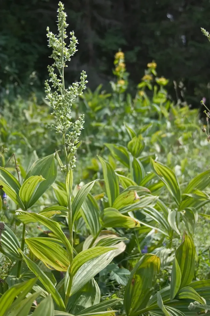 Veratrum album