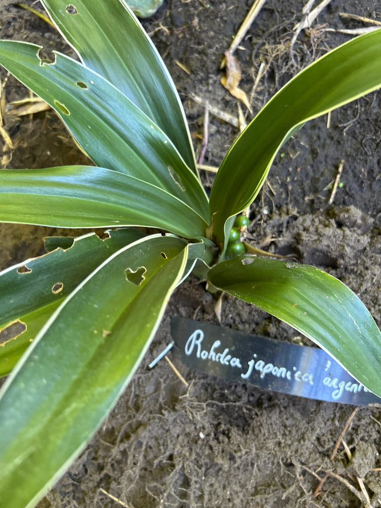 Rohdea japonica 'Argentea'