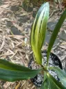 Rohdea japonica 'Shirime Boshii'