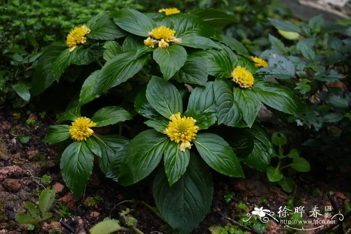 Lysimachia fordiana OG454