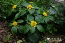 Lysimachia fordiana OG454