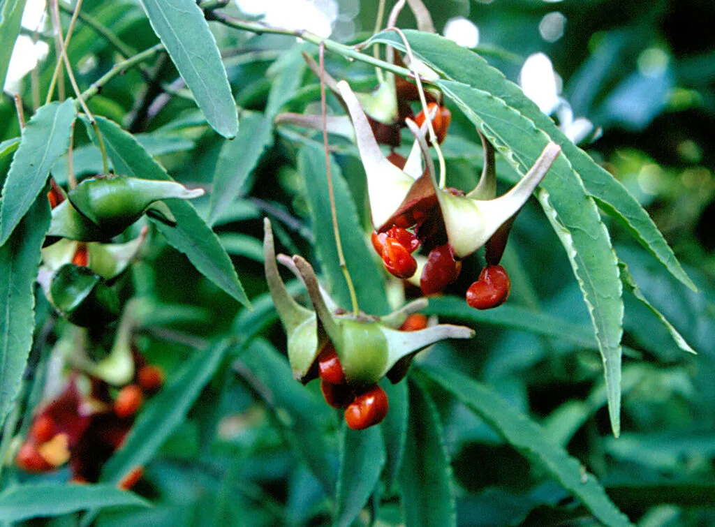 Euonymus cf. cornutus