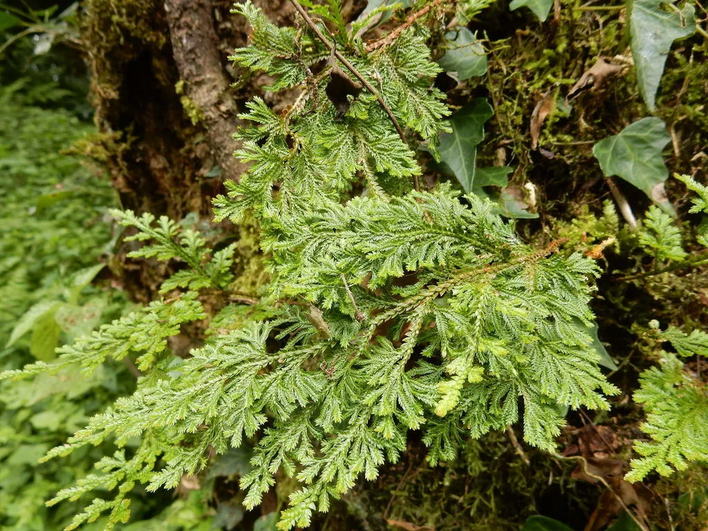 [753] Selaginella involvens
