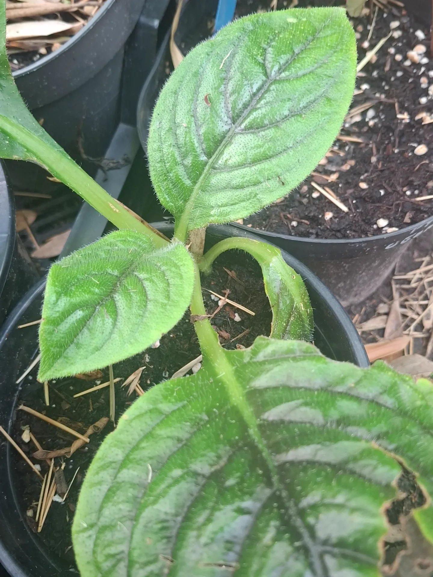 [764] Hemiboea subacaulis var. jiangxiensis 'Jianxi Bells'