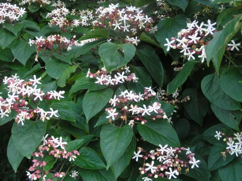 Clerodendrum trichotomum var. Fargesii