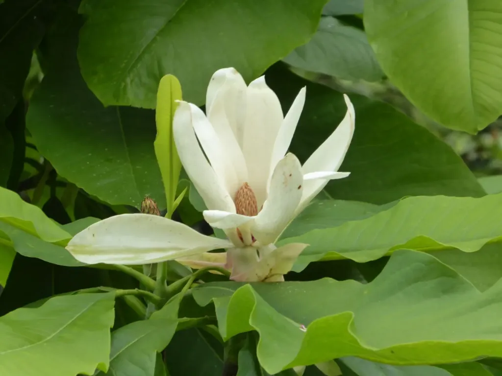 Magnolia tripetala