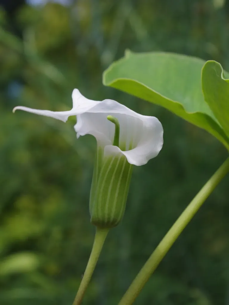 Arisaema candidissimum