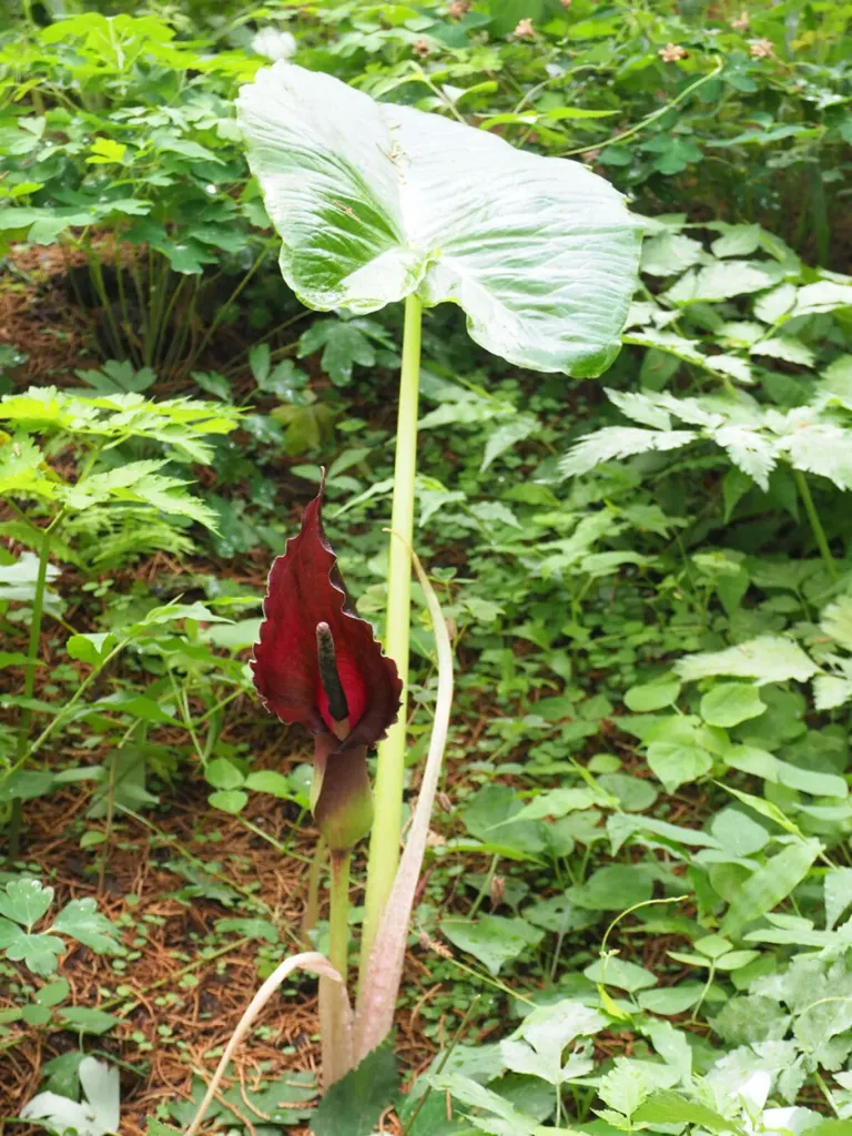 Sauromatum giganteum