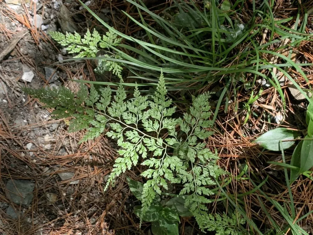Onychium lucidum (syn. Onychium contiguum)