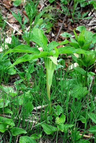 Arisaema ovale