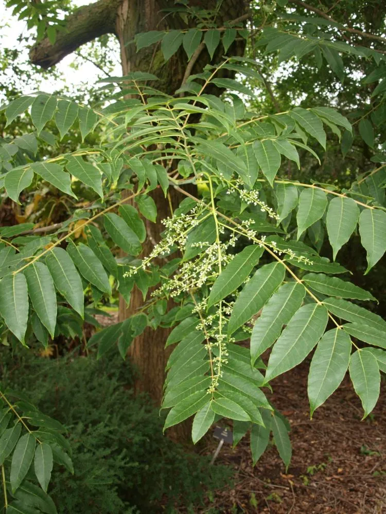 Toona sinensis