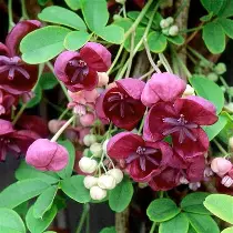 [755] Akebia trifoliata x quinata