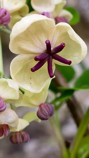 [756] Akebia quinata 'Cream form'