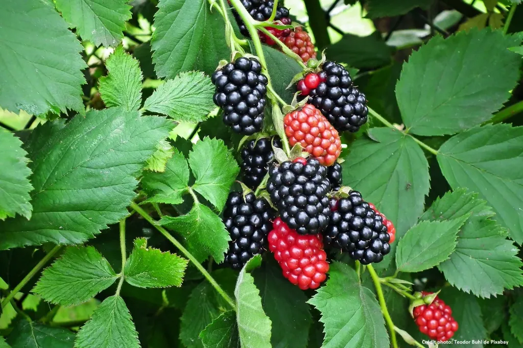 Rubus fritcosus 'Arapaho'