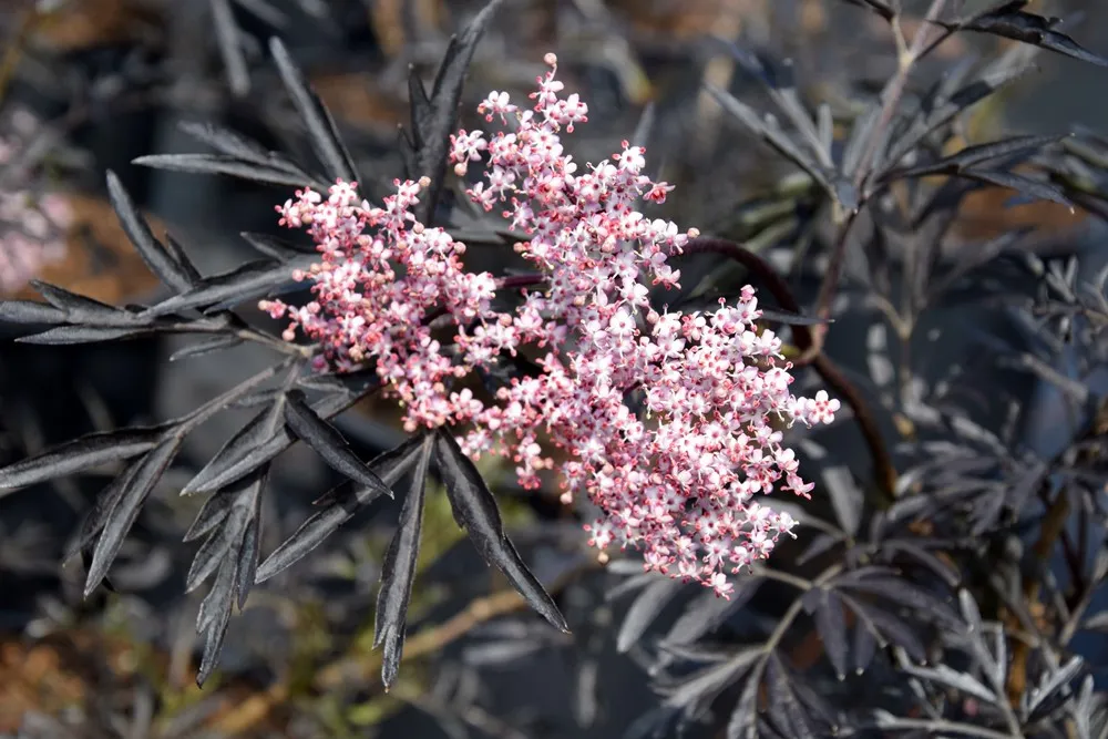 Sambucus nigra 'Black lace'