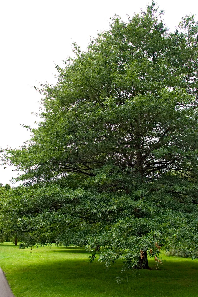 [899] Quercus phellos