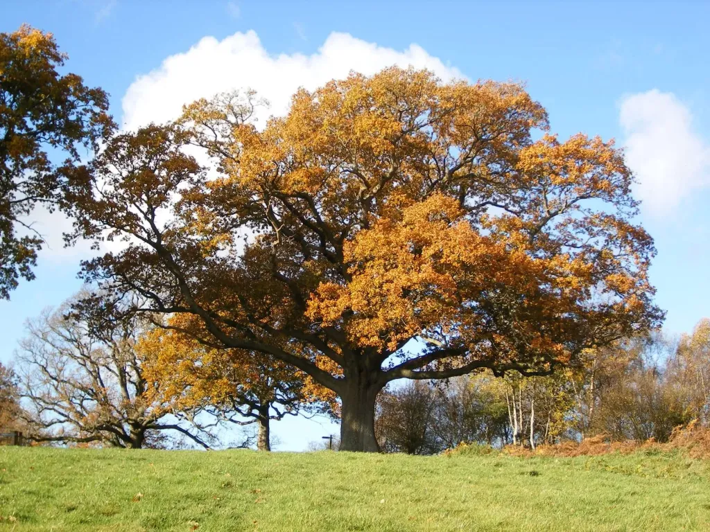 Quercus robur