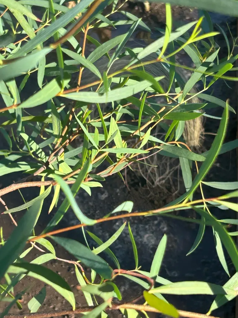 Eucalyptus approximans