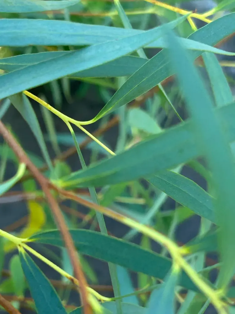 Eucalyptus moorei ssp. moorei