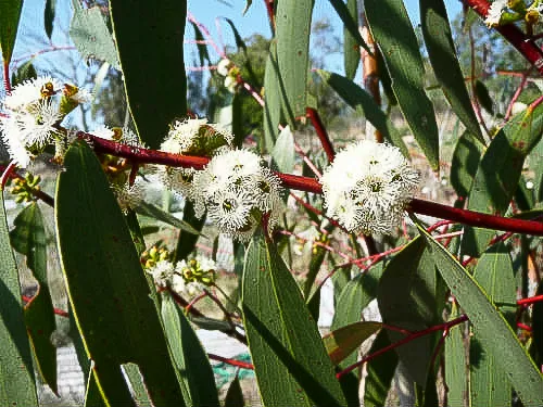 Eucalyptus gregsoniana