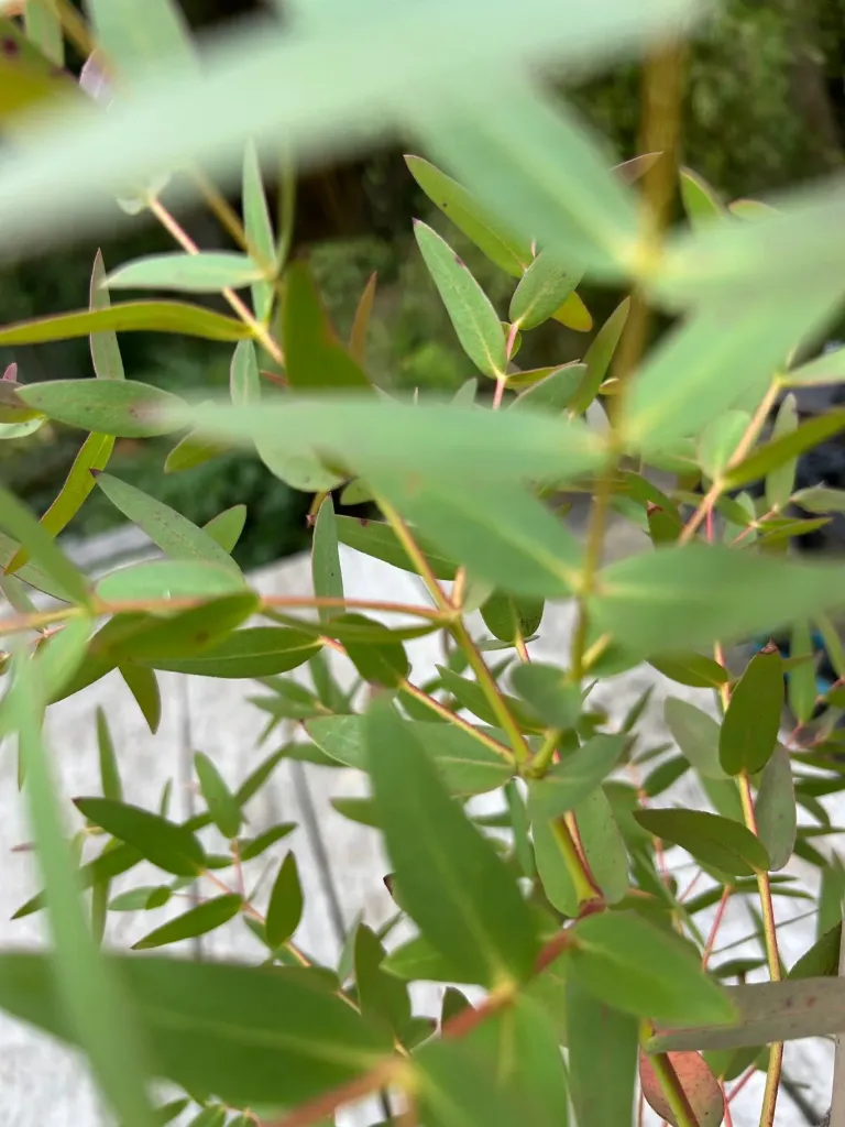 Eucalyptus viminalis